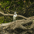 Great Egret in solitude 