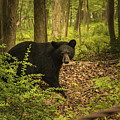 Yearling Black Bear